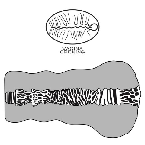 Pagina 6 - Vagine Masturbatoare, Masturbator Vagin Aliens Pie Masturbator 2, Natural, pasiune.ro