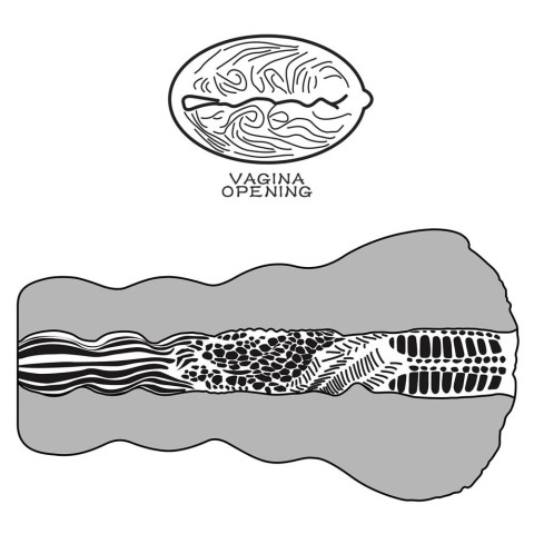 Pagina 7 - Vagine Masturbatoare, Masturbator Vagin Aliens Pie Masturbator 3, Natural, pasiune.ro